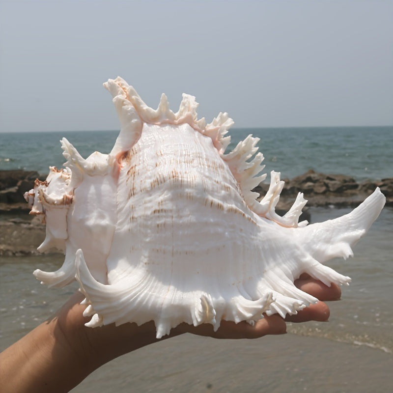 Natural Seashells for Aquarium Decor Fish Tank Landscaping