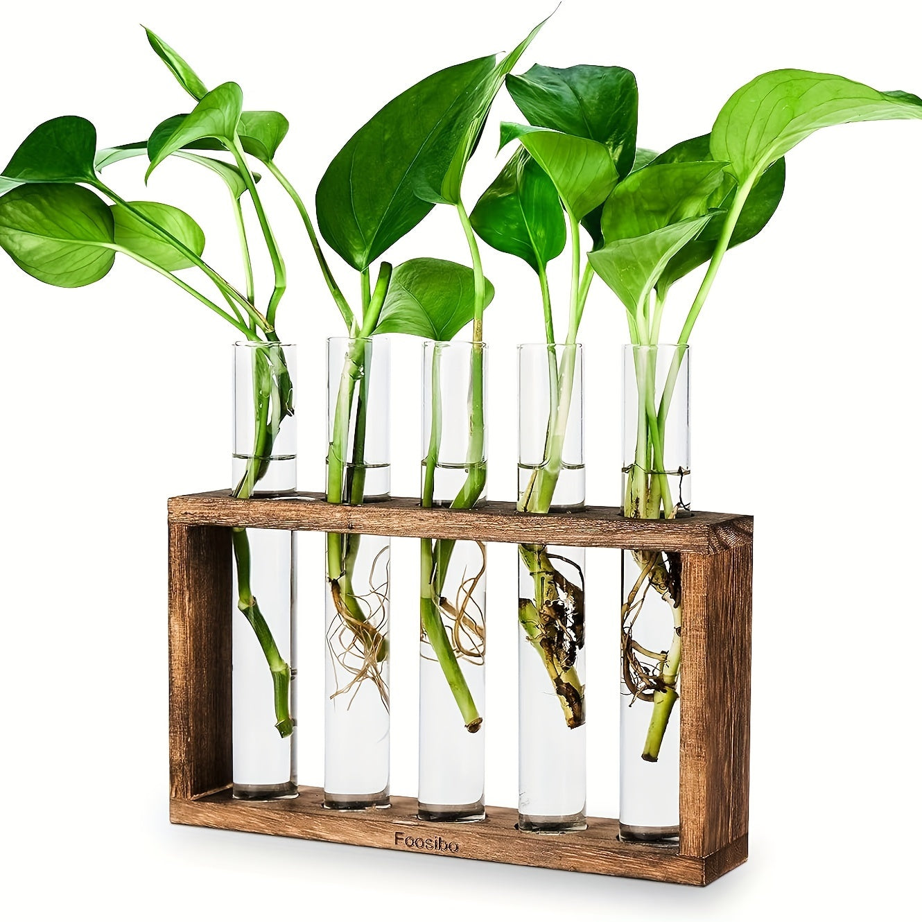 Glass Plant Container with Wooden Stand and Test Tubes for Hydroponic Indoor Gardening