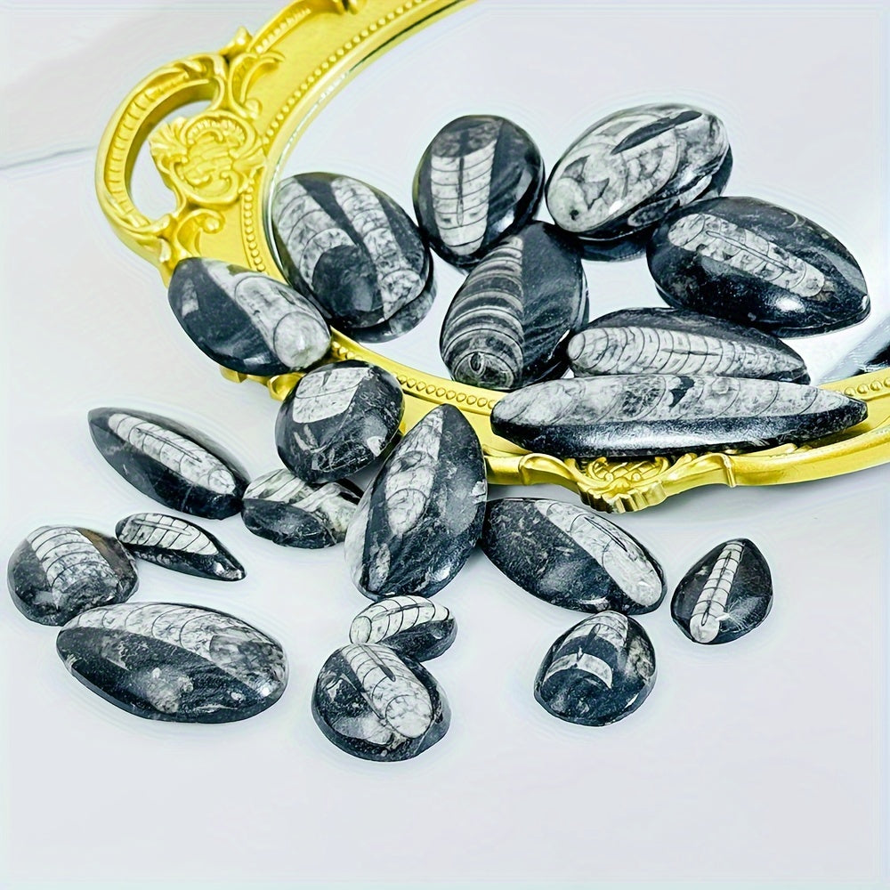 Natural Trilobite Stone with Unique Patterns for Decor and Educational Display