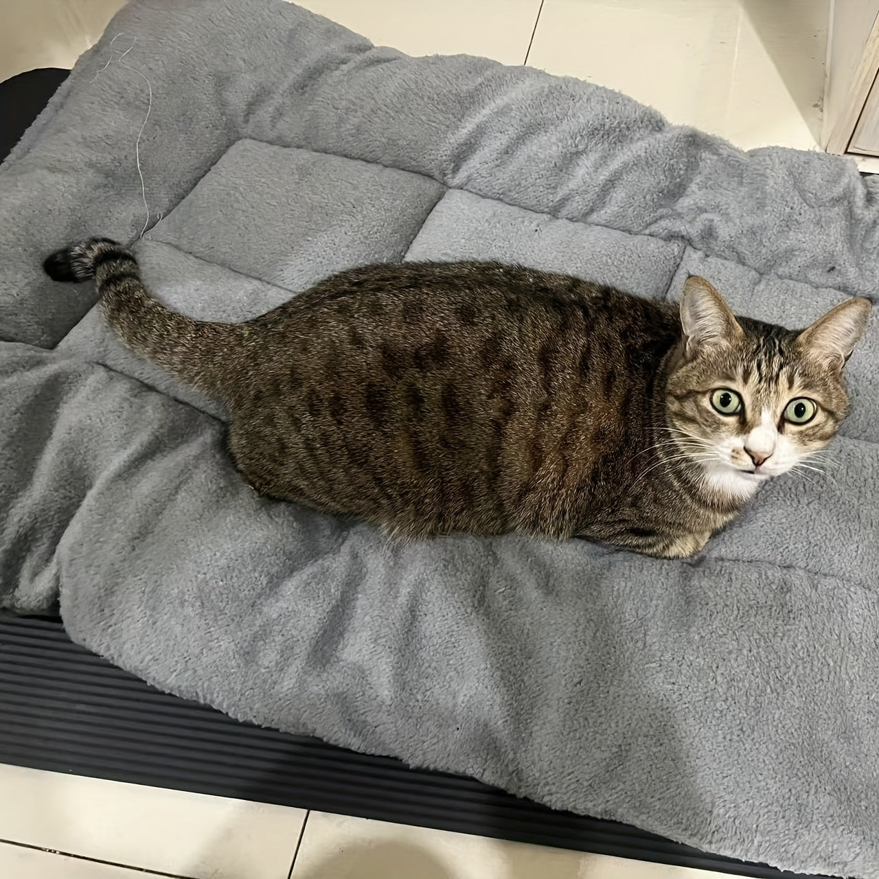 Soft Polyester Pet Bed for Cats and Dogs Large Rectangular Non-Skid Bottom