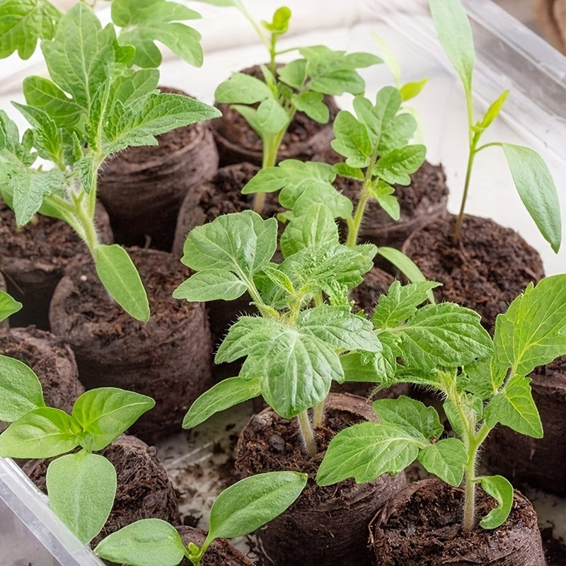 Iniciador de semillas de fibra de planta 20/50/100 para el crecimiento de plántulas, plantas herbáceas, verduras y flores