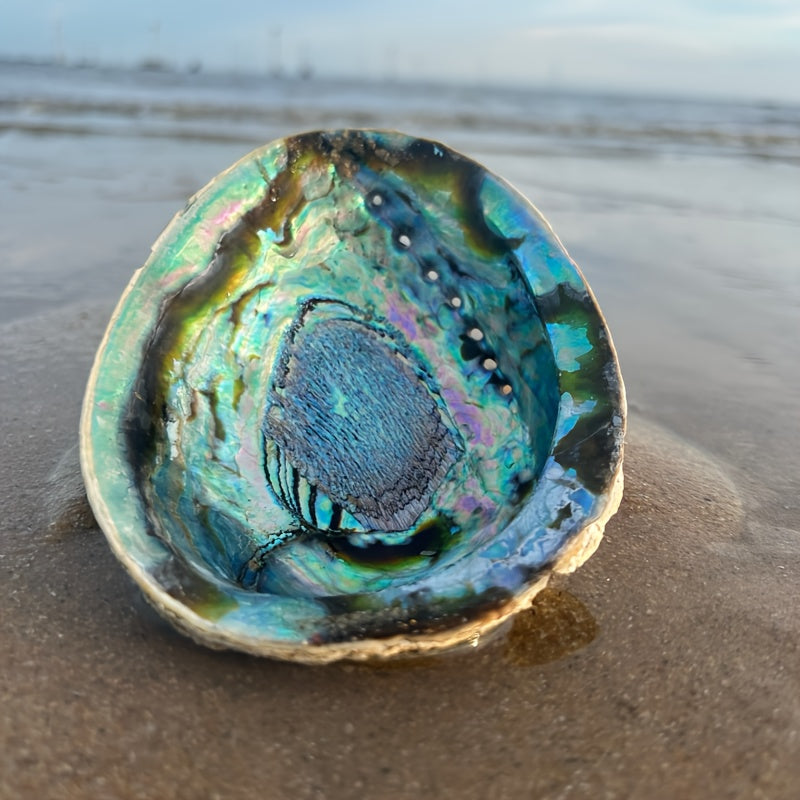 Large Abalone Shell Incense Burner for Sage Burning Home Decor 6.86-14.07 cm