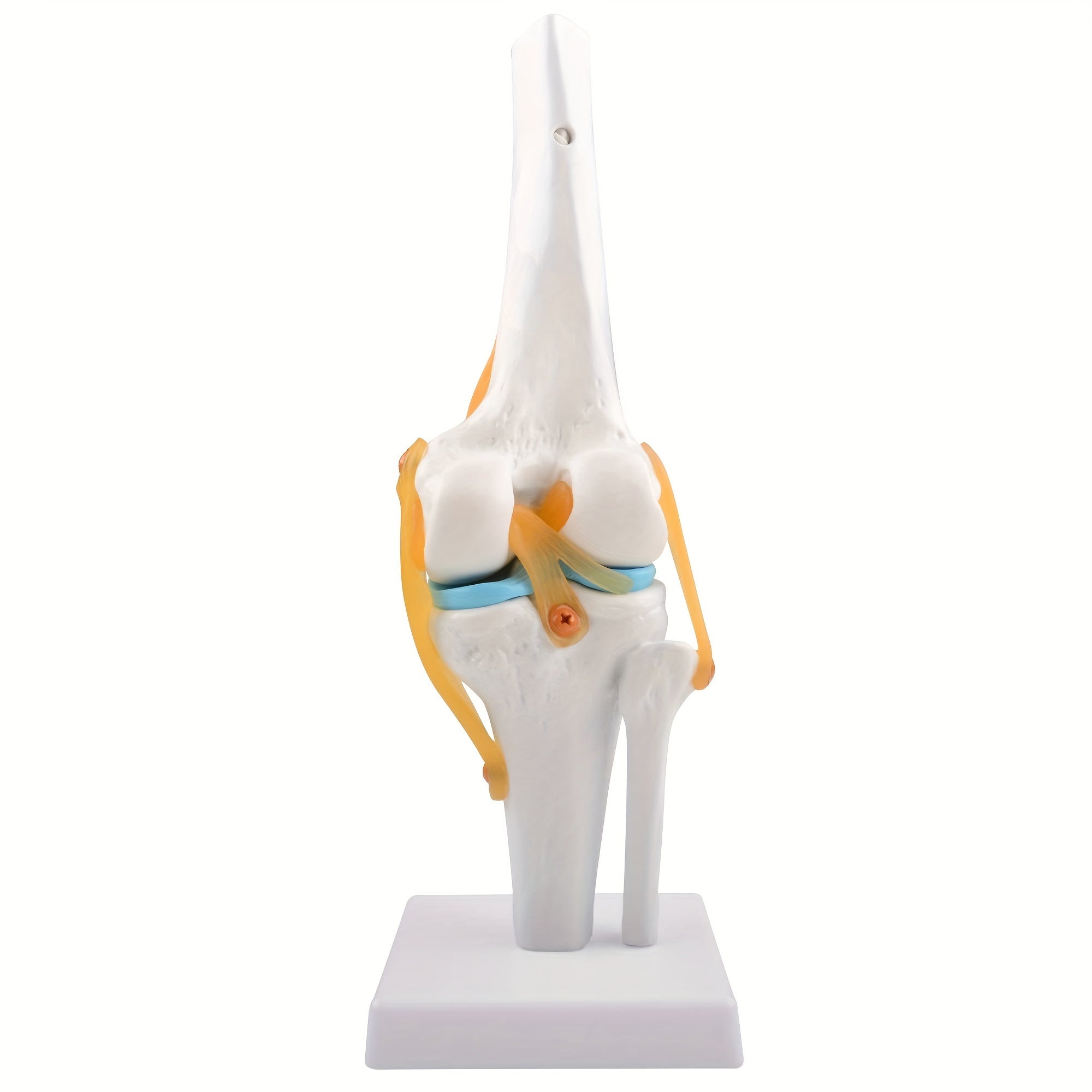 Life Size Human Knee Joint Model with Ligaments for Anatomy Education