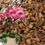 Pine Bark Orchid Growing Medium 1-3cm Breathable Moisture Retaining Wooden Material