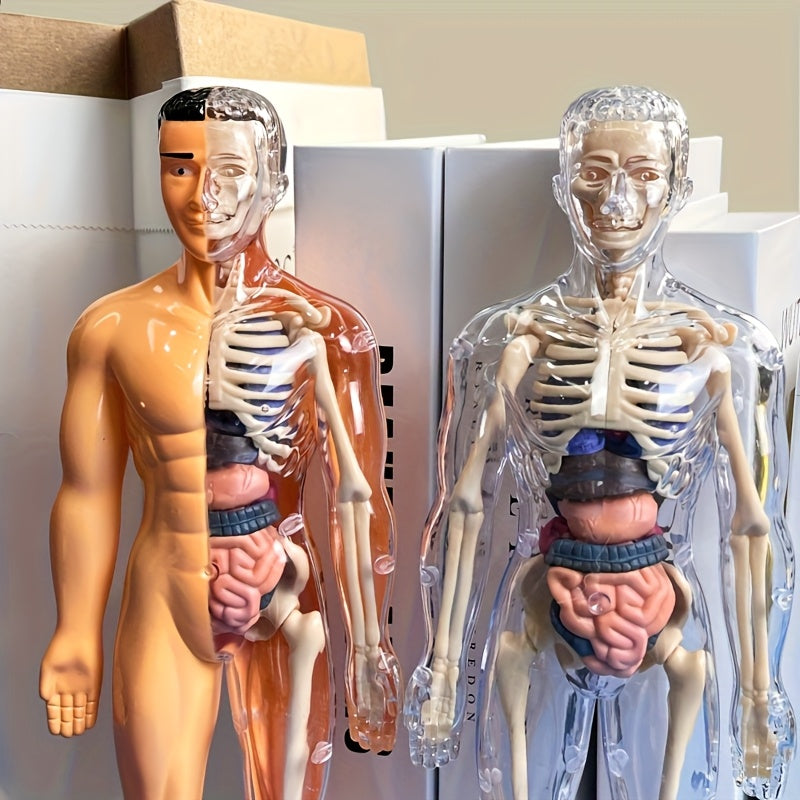 30-Piece Human Anatomy Model Set Removable Skeleton and Torso STEM Kit for Teens