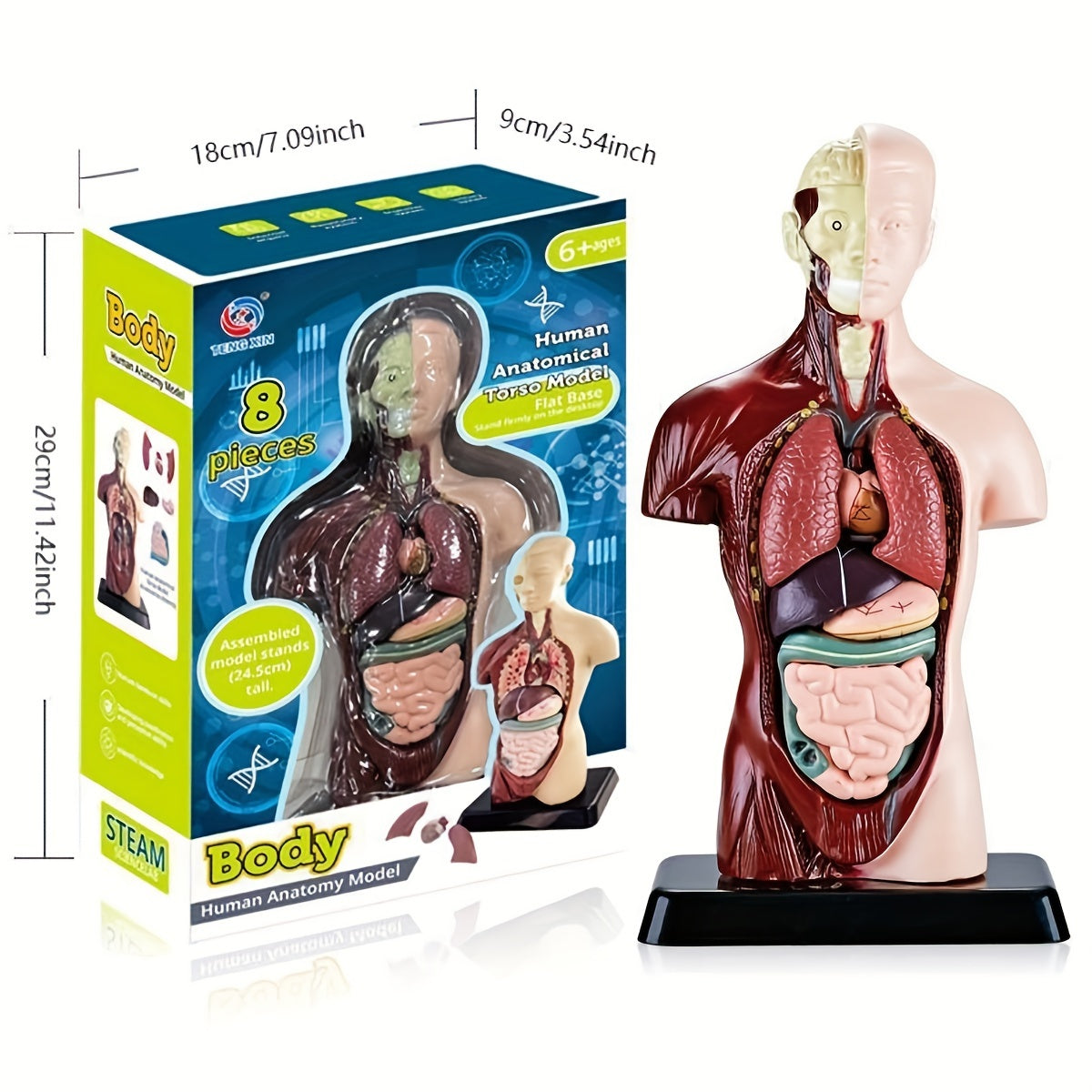 Kit de modelos de esqueleto para educación STEM y aprendizaje de anatomía con ensamblaje de órganos