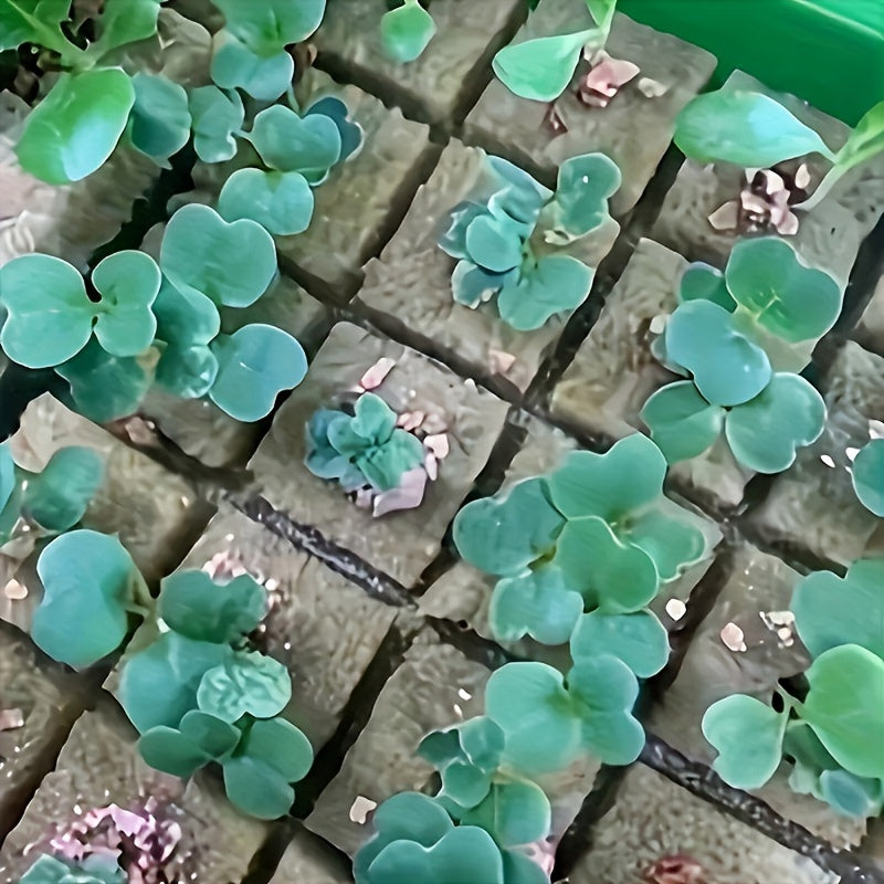 Hydroponic Rock Wool Cubes 2.49cm Seed Starter Plugs 50 Acupoints 500/1000 Pack