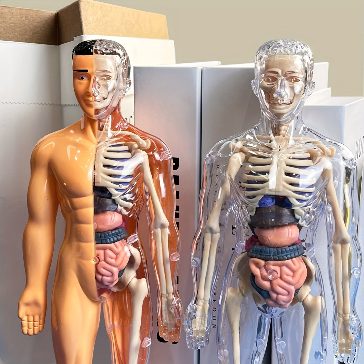 Educational Human Anatomy Model Kit with Clear Plastic Skeleton and Detachable Organs