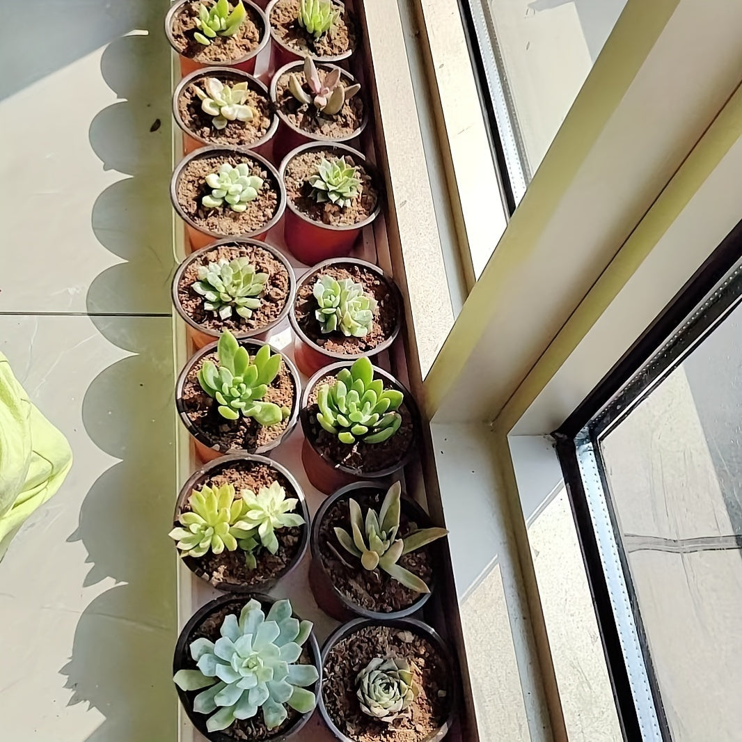 100 dona ikki rangli plastmassa sapling gulliklari uchun drenaj teshikli gulliklar, bog‘ va bog‘ uchun